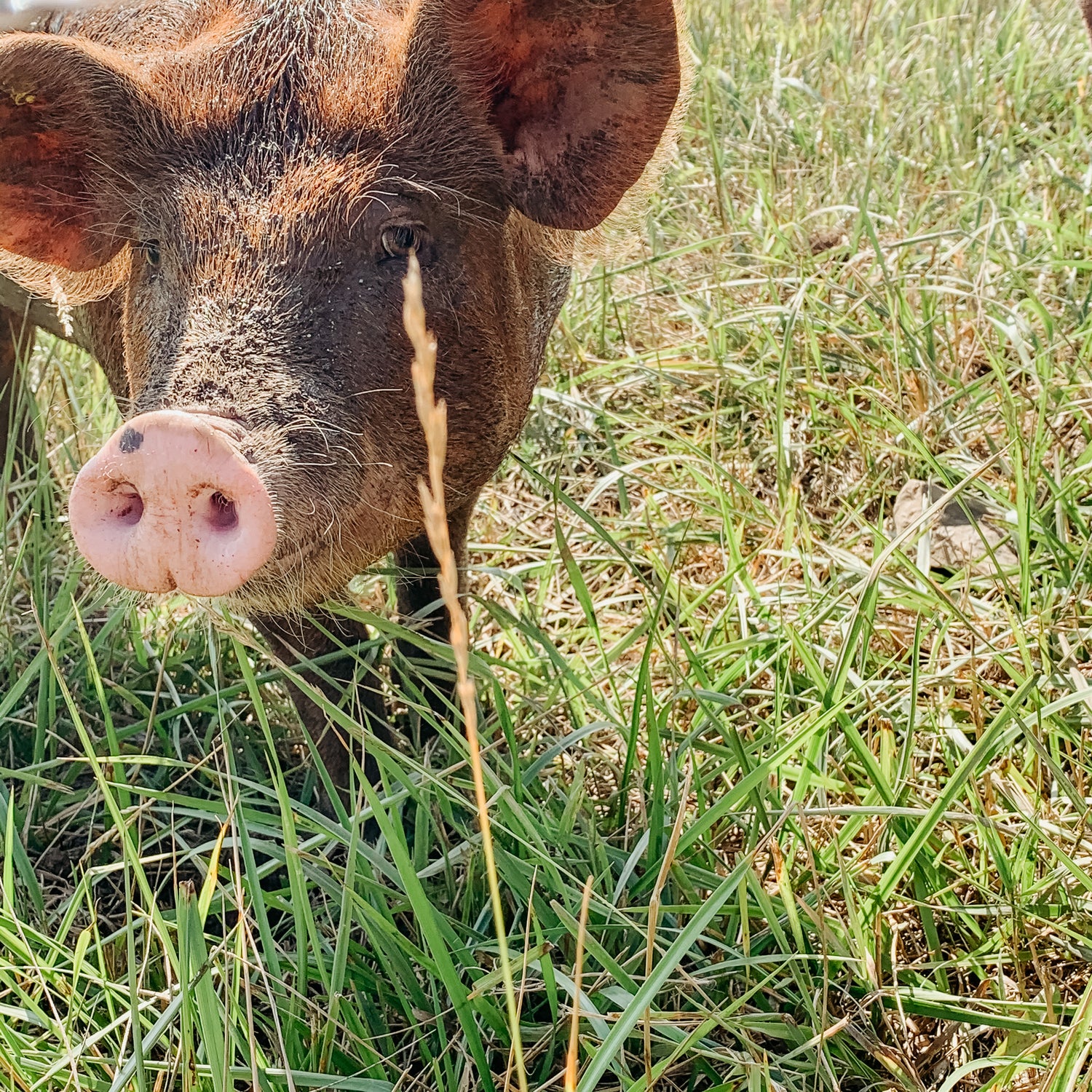 Pork
