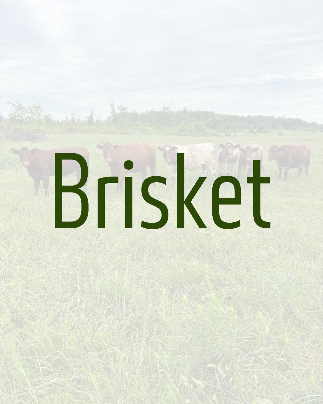 Brisket by Dalmeny Acres