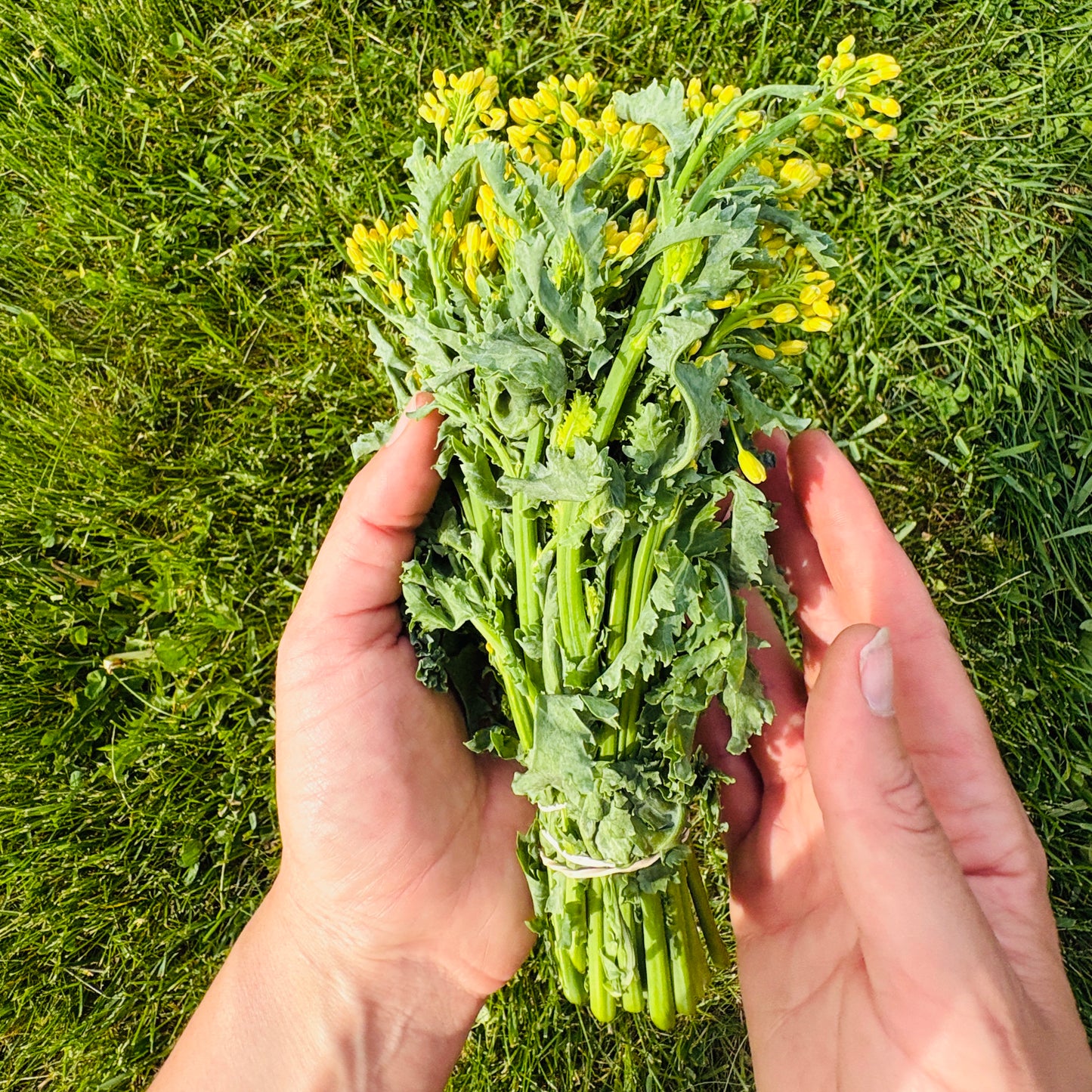 Broccolini by Rutabaga Ranch