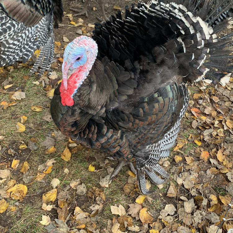 Pastured Turkey