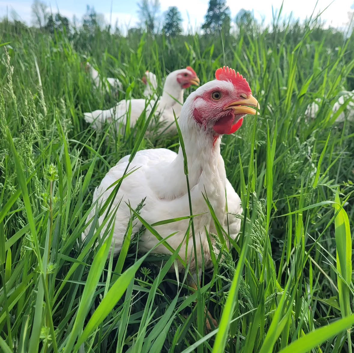 Chicken