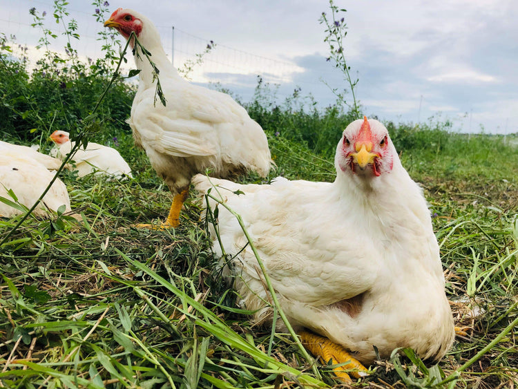 Pastured Chicken