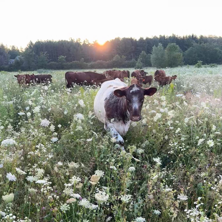 Grass Fed Beef