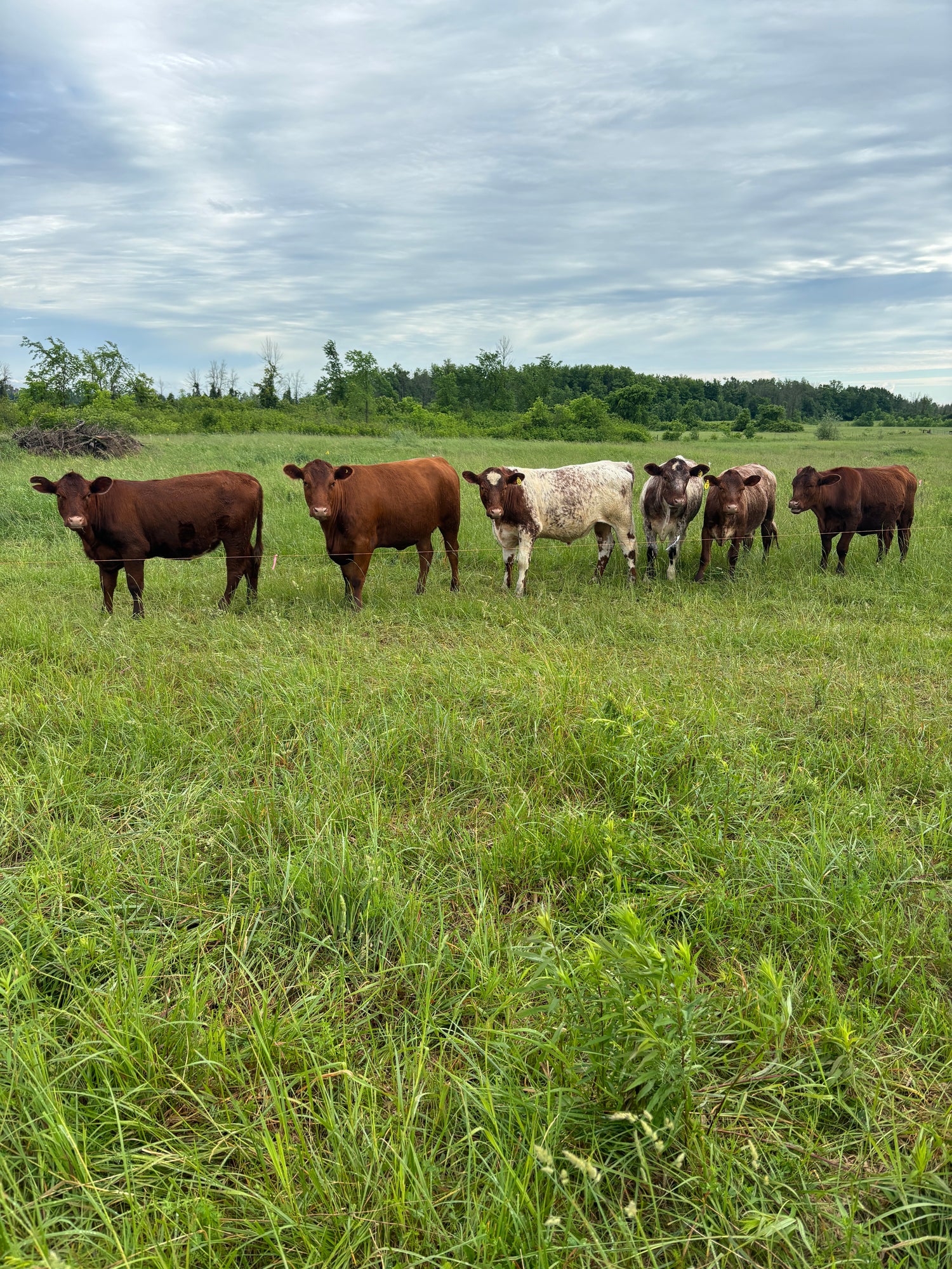 Grass Fed Beef