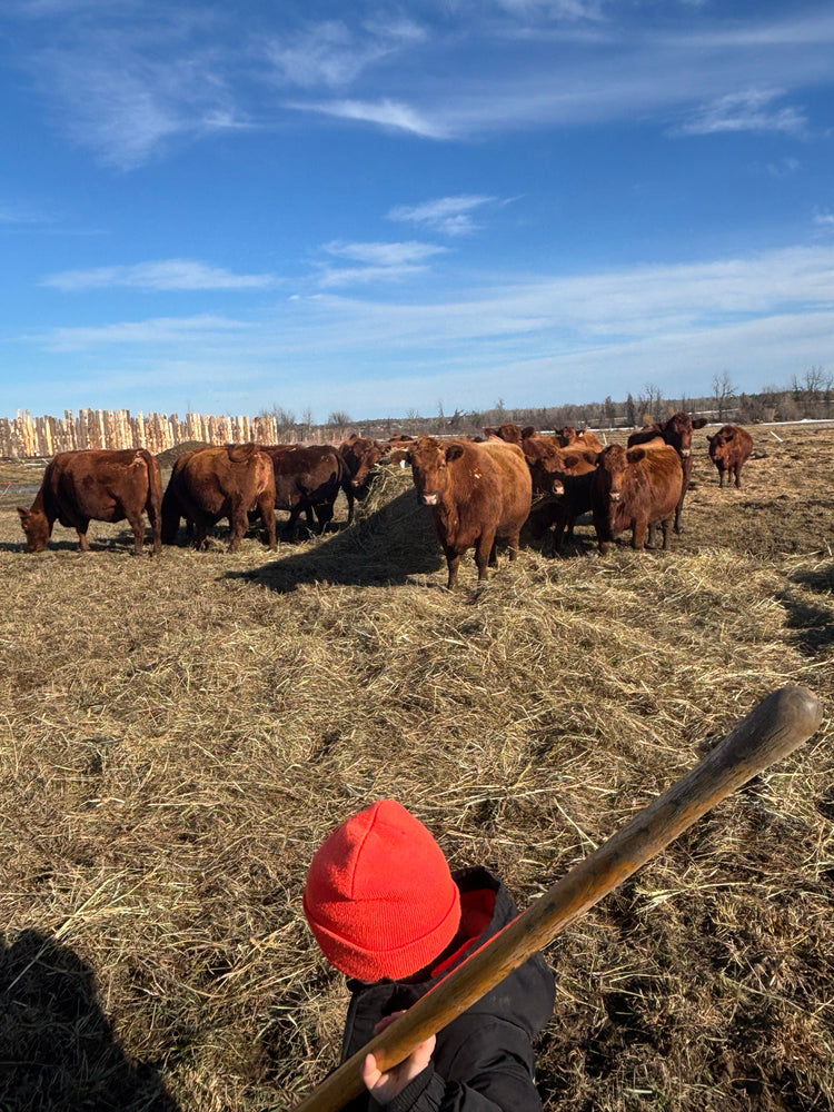 Grass Fed Beef