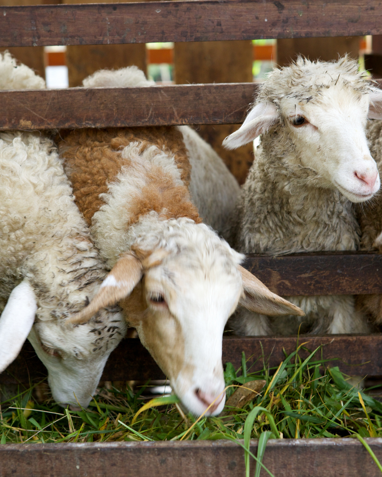 Pastured Lamb