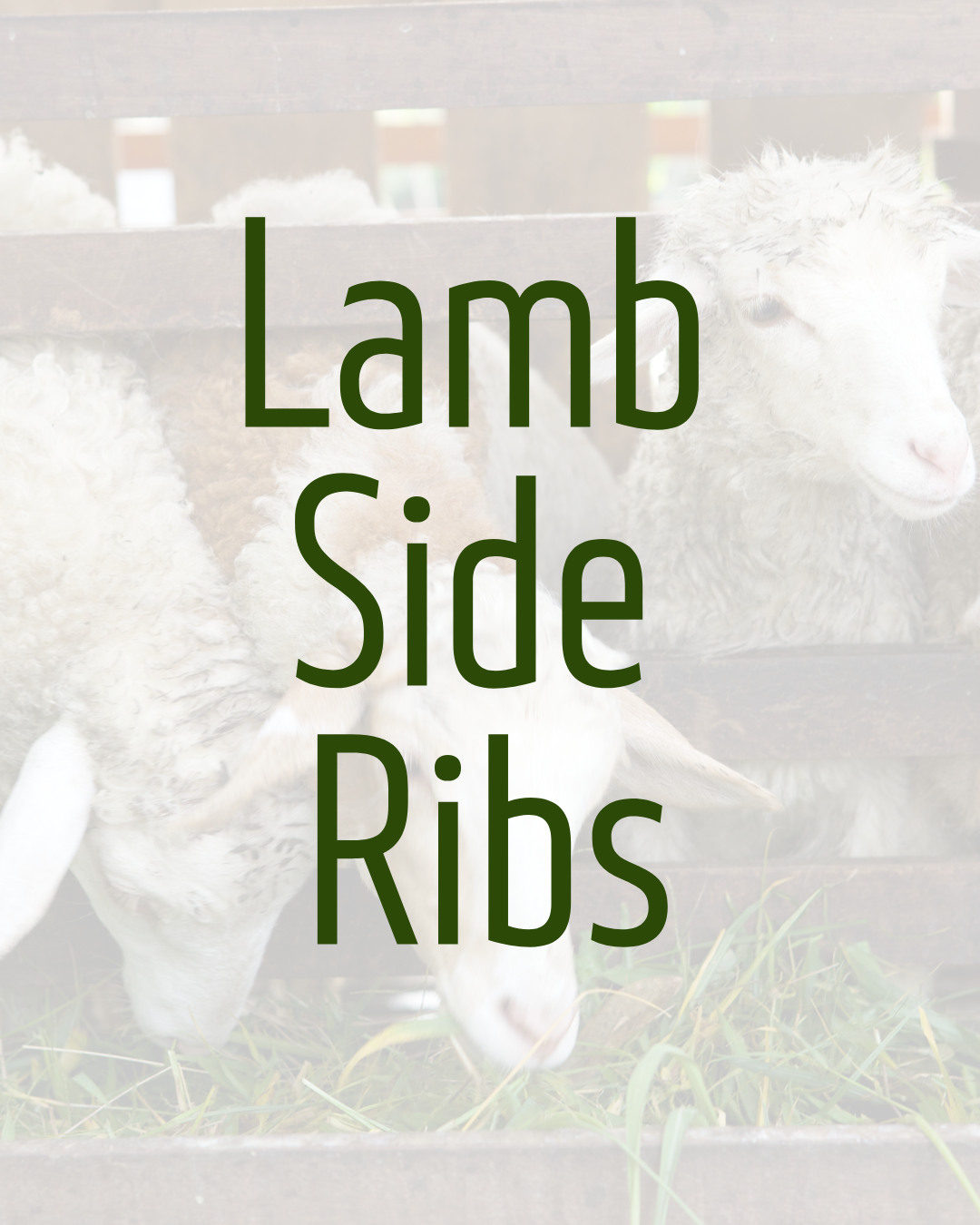 Lamb Side Ribs by Hanlin Farms