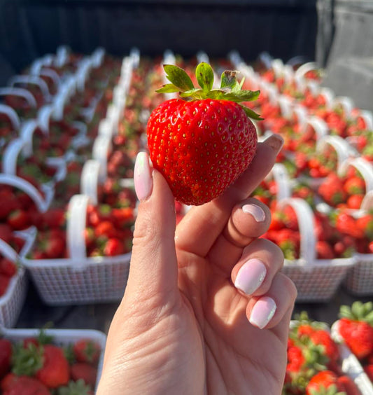 Fresh Strawberries by Miller’s Farm