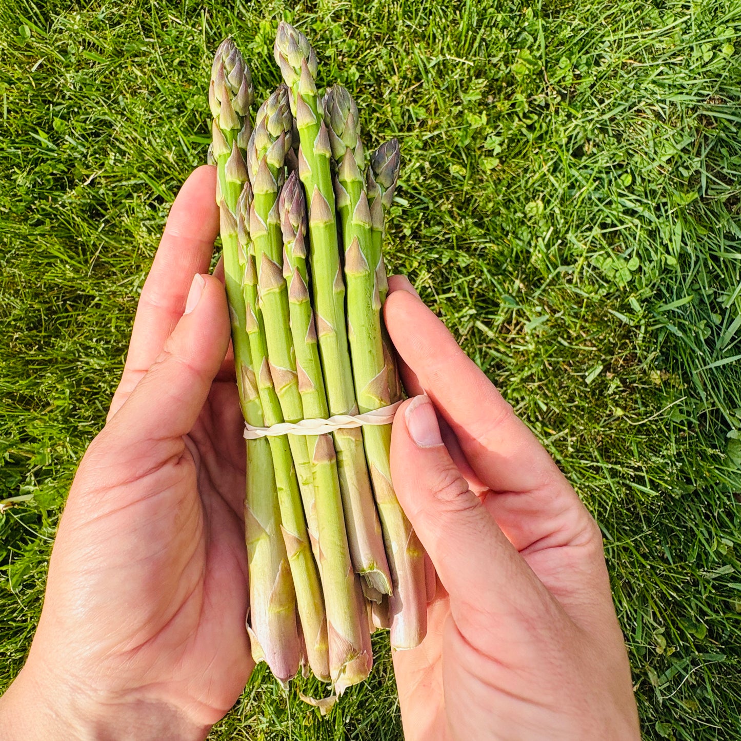 Asparagus by Miller's Farm