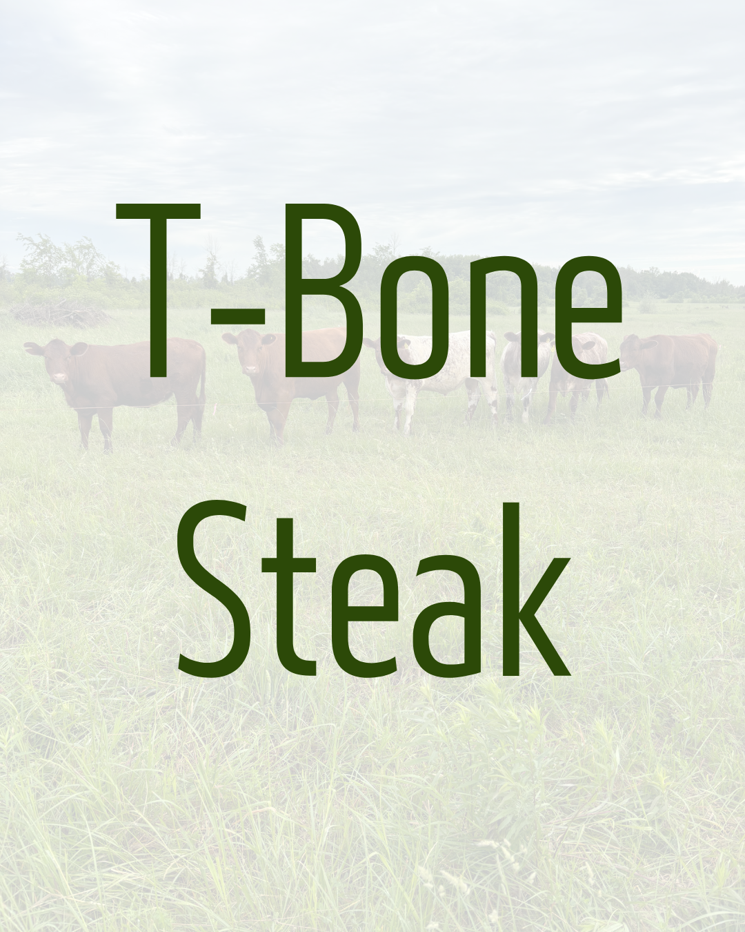 T-Bone Steak by Dalmeny Acres