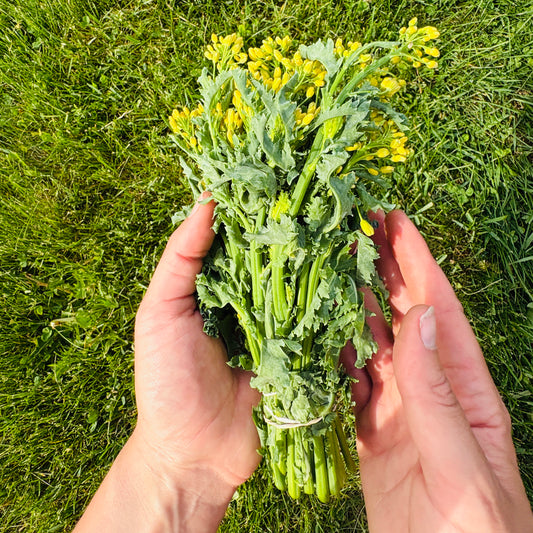 Broccolini by Rutabaga Ranch