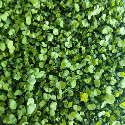 Microgreens by Garnish with Flourish