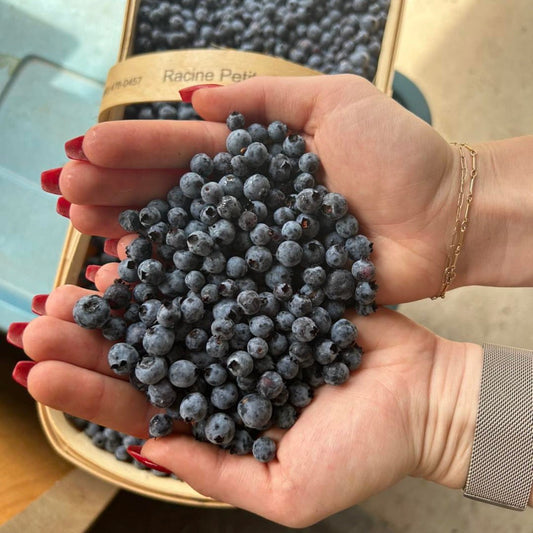 Wild Blueberries by Miller's Farm