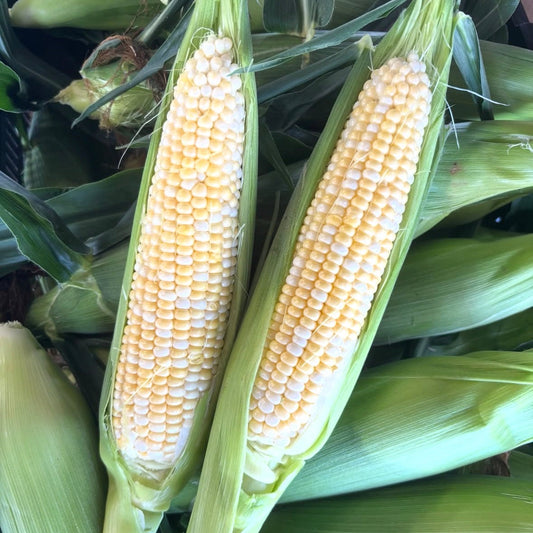 Sweet Corn by Miller's Farm