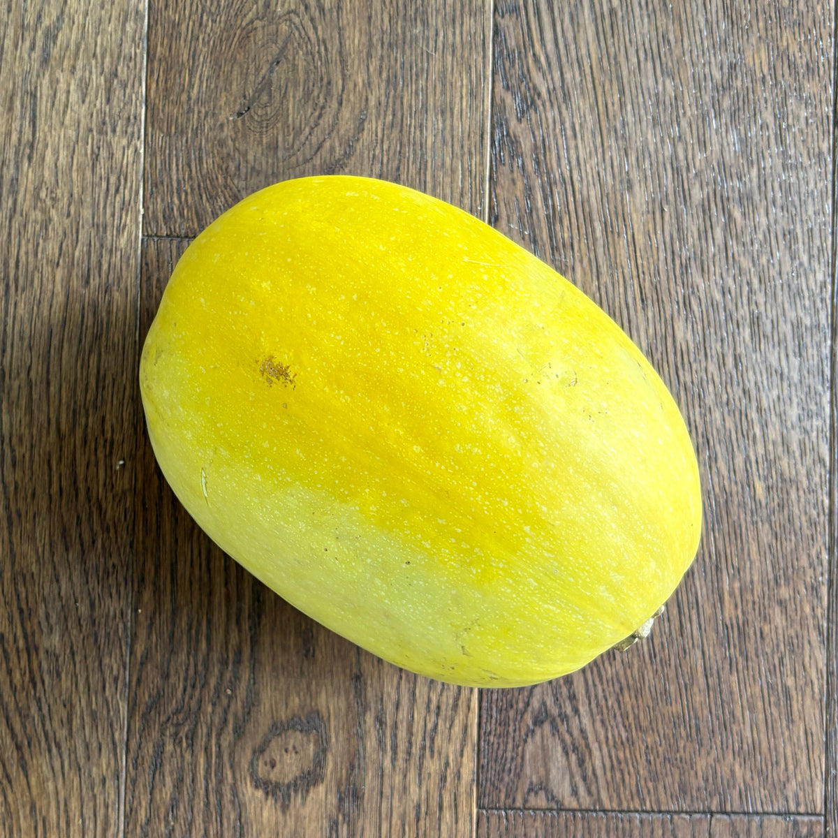 Spaghetti squash by Rijkes Farm
