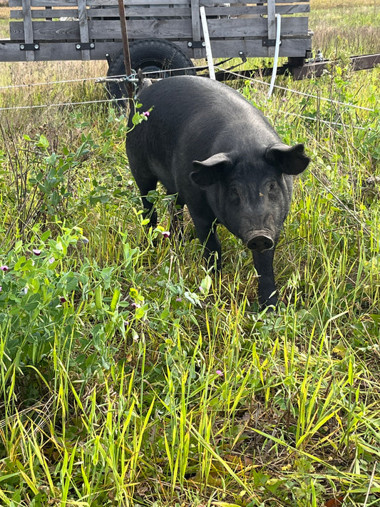 Pork Tenderloin by Dalmeny Acres