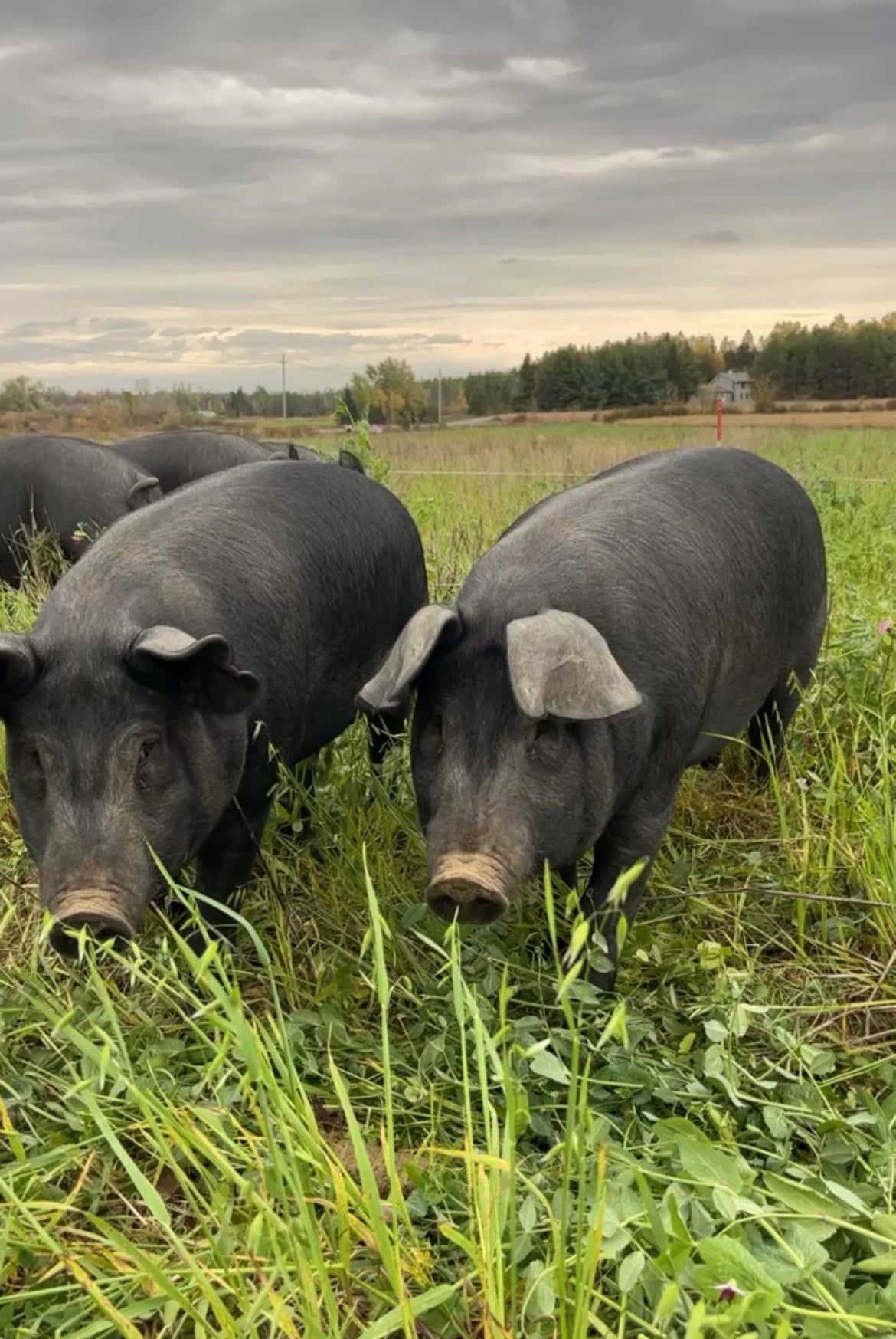 Pork Loin Roast by Dalmeny Acres