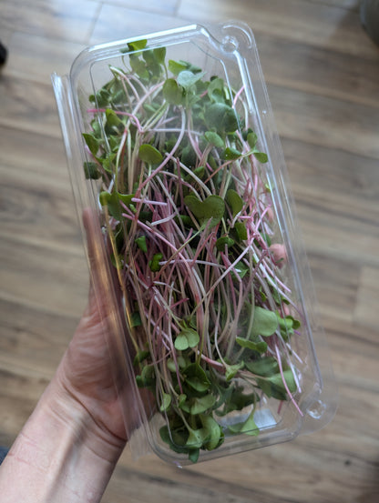 Microgreens by Garnish with Flourish